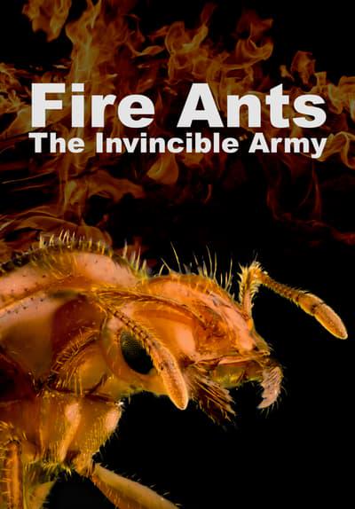 Fire Ants 3D: The Invincible Army